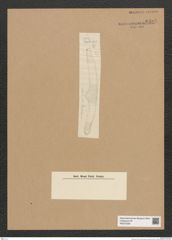 Diatomeae indet. Zeichnungen Sammlung Grunow Nr. 6588 (NHMW-BOT-W0375336)